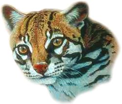 Ocelot